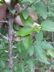 Celticecis celtiphyllia