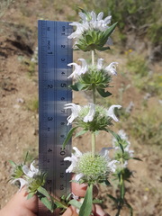 Monarda pectinata