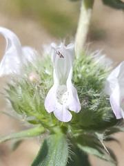 Monarda pectinata