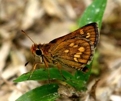 Taractrocera ardonia lamia