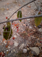 Sageretia elegans