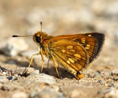 Taractrocera ardonia lamia