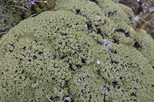 Alpine baby’s breath (Gypsophila aretioides)