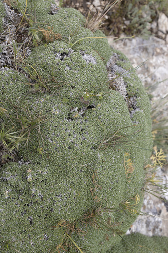 Gypsophila aretioides, photograph 1