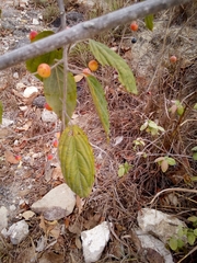 Sageretia elegans