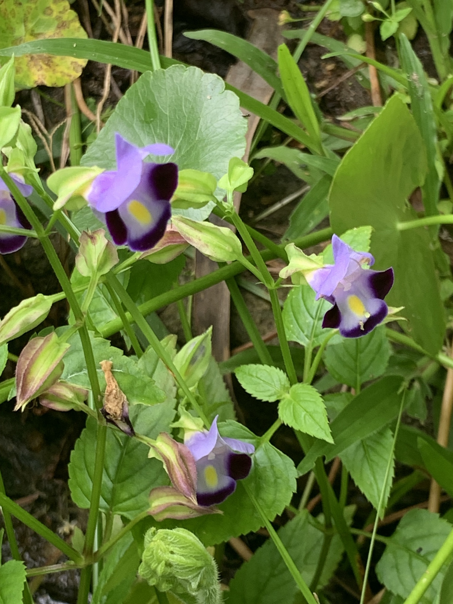 Imagem de Violeta-de-jardim