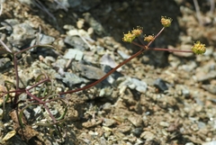 Lomatium marginatum marginatum