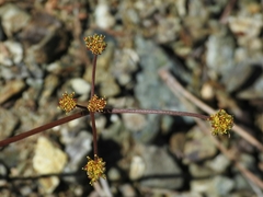 Lomatium marginatum marginatum