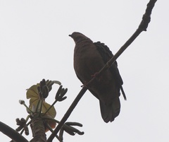 Patagioenas
