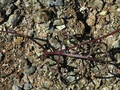 Lomatium marginatum marginatum