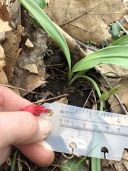 Allium tricoccum