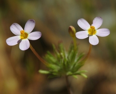 Leptosiphon parviflorus