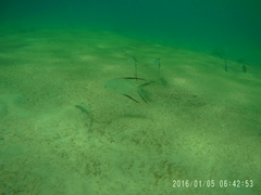 Trachinotus goodei