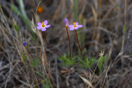 Jepson's leptosiphon (Leptosiphon jepsonii)