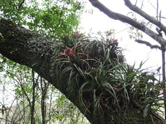 Aechmea recurvata