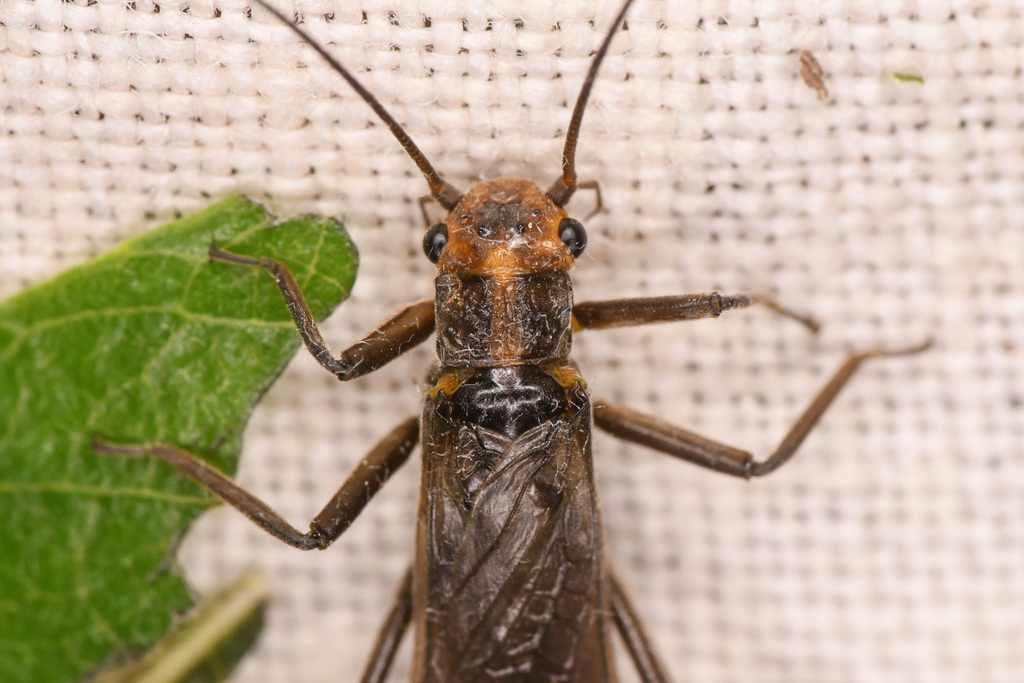 Summer Springfly