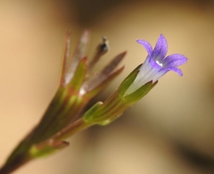 Githopsis specularioides