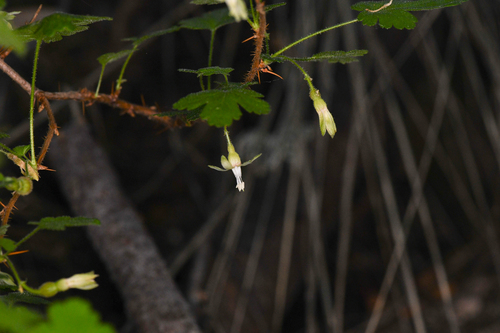 Victor's gooseberry (Ribes victoris)