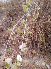 Sageretia elegans