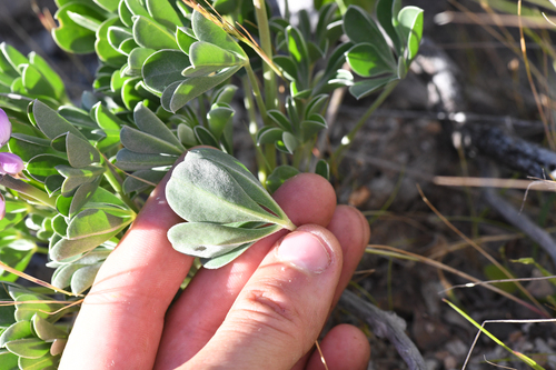 Lupinus sericatus, photograph 6