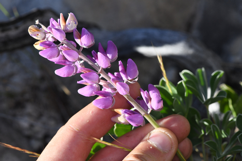Lupinus sericatus, photograph 5