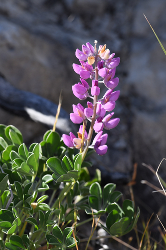 Lupinus sericatus, photograph 4
