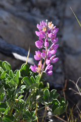 Lupinus sericatus, photograph (c) Trevor Van Loon, some rights reserved (CC BY)