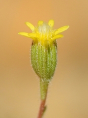 Rigiopappus leptocladus