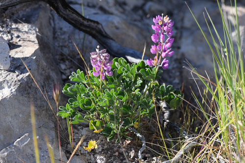 Lupinus sericatus, photograph 3