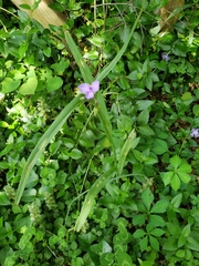 Tradescantia subaspera