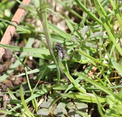 Tachinomyia
