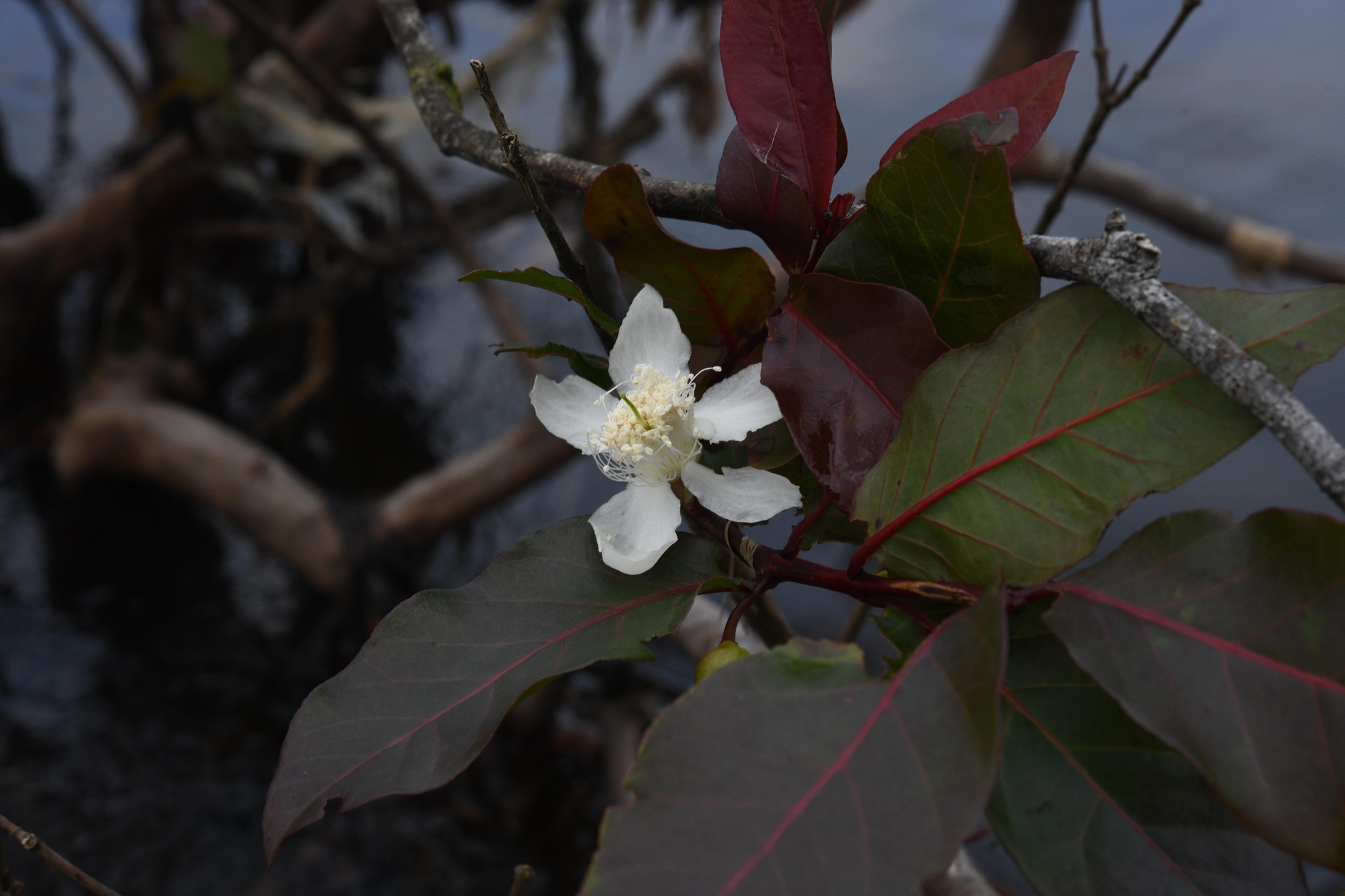 Imagem de Araçá-pera