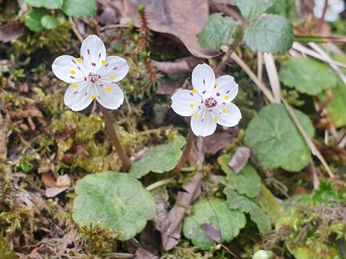Asteropyrum peltatum