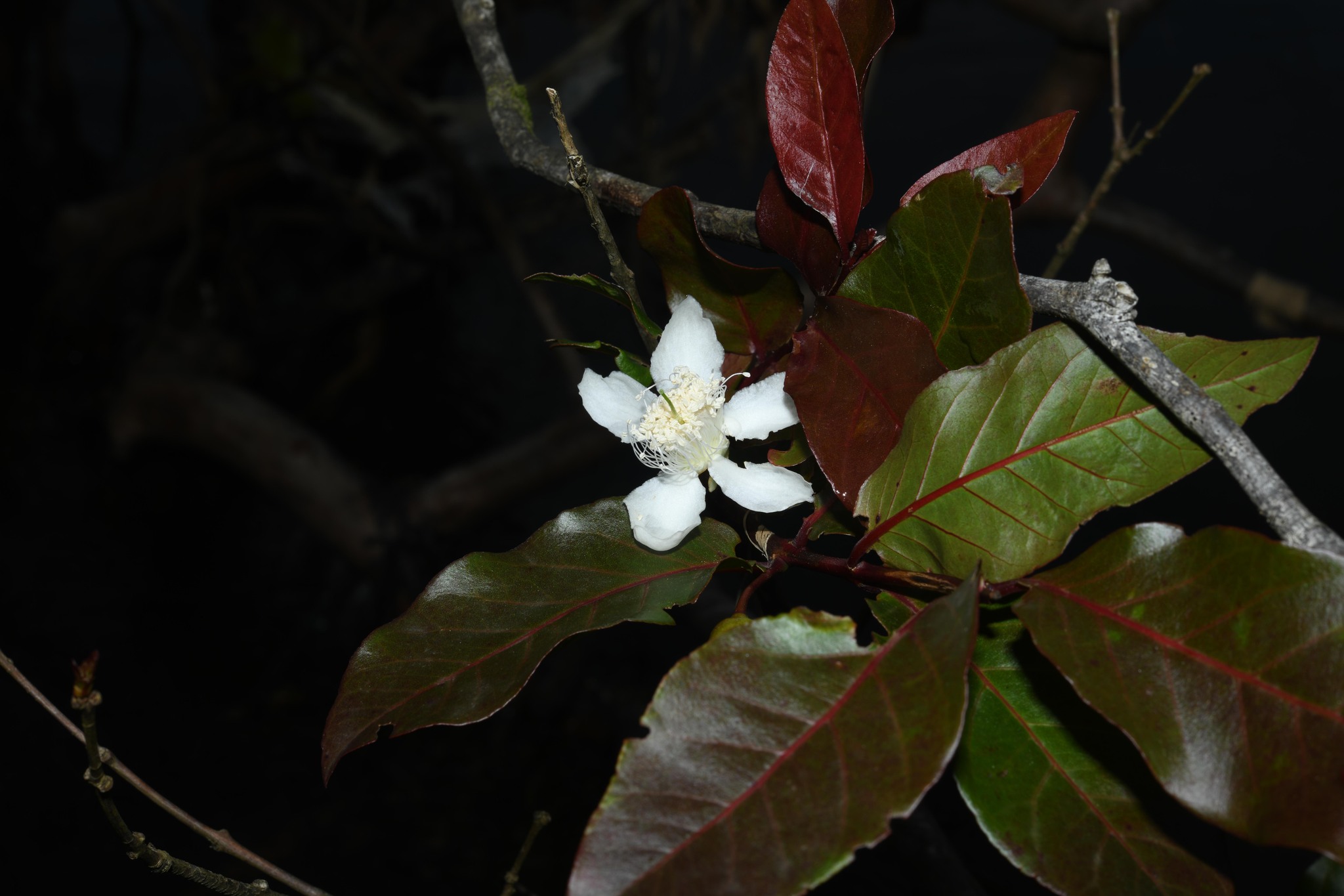Imagem de Araçá-pera