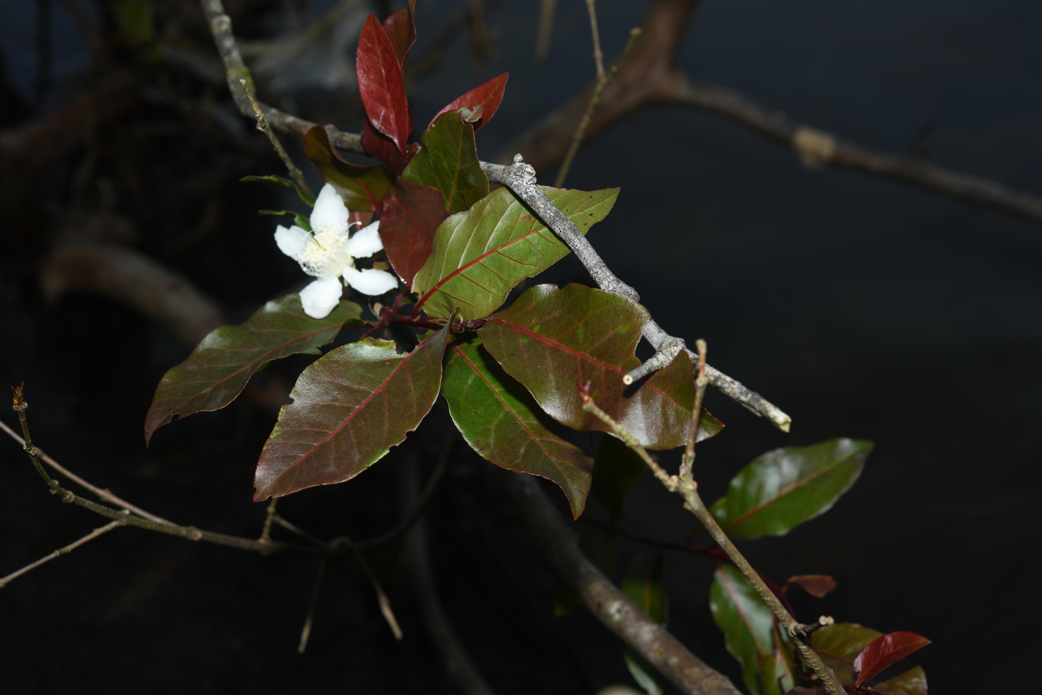 Imagem de Araçá-pera