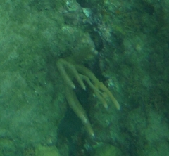 Acropora cervicornis
