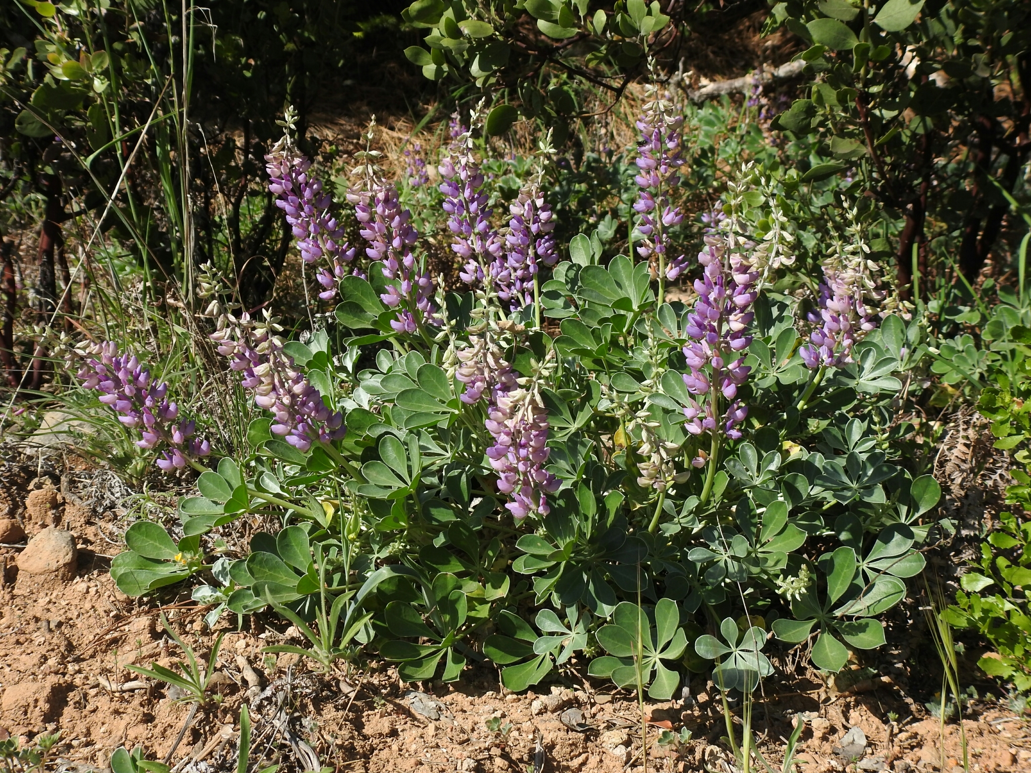 Lupinus sericatus