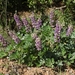 Cobb Mountain Lupine - Photo (c) David Greenberger, some rights reserved (CC BY-NC-ND), uploaded by David Greenberger