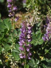 Lupinus sericatus