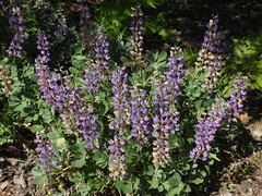 Lupinus sericatus