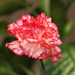 Dianthus caryophyllus - Photo (c) nite dan, μερικά δικαιώματα διατηρούνται (CC BY)