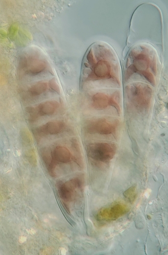 Bangia atropurpurea observed 2024-05-06