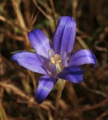 Brodiaea terrestris terrestris