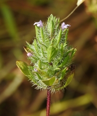 Pogogyne zizyphoroides