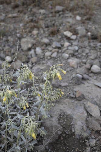 Onosma sericea