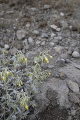 Onosma sericea