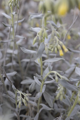 Onosma sericea, photograph Denys Vynokurov, CC BY, iNaturalist via GBIF