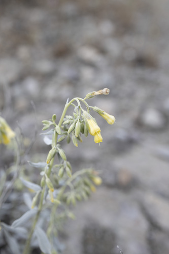 Onosma sericea, photograph 3