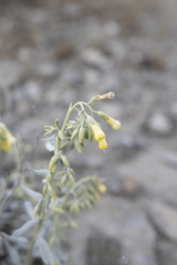 Onosma sericea, photograph Denys Vynokurov, CC BY, iNaturalist via GBIF