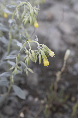 Onosma sericea, photograph 2